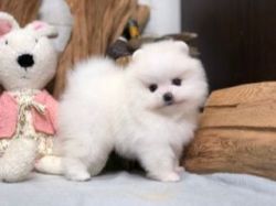 Pomeranian cute puppies for sale