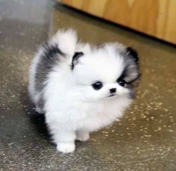 Sweet Pomeranian Puppies Available For Adoption