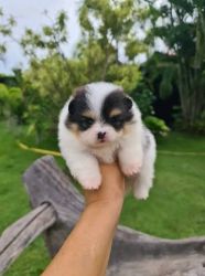 Male and female Pomeranian puppies available.