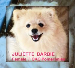 CKC Pomeranian (purebred): JULIETTE; Female