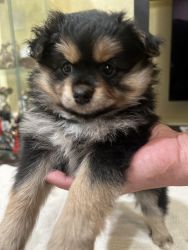 Pomeranian puppy - Lexy