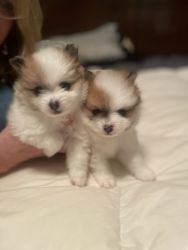 Pomeranians puppies for sale