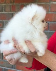 Pomeranian breeders miniature puppies for sale