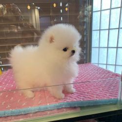 Adorable Pomeranian puppies for home adoption!