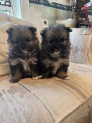 Rare Pom-Chi Puppies