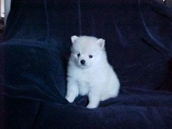 snow white male pomeranian puppy