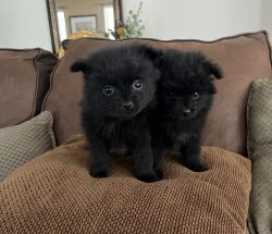 Adorable Black Pomeranian