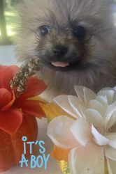Pomeranian Puppies for sale ACA Certified