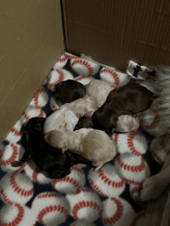 Brand new Pomeranian Puppies