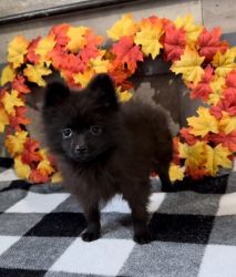 FOR SALE MALE POMERANIAN PUPPES