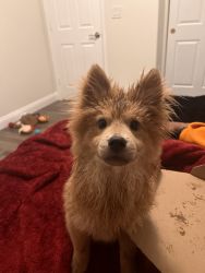 Rehoming 1 year old chow/pom mix !!