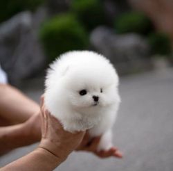 Cute Pomeranian puppy available for adoption