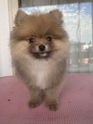 Male Pomeranian Puppies Available
