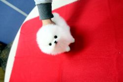 Pomeranian toy puppies are ready