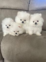 White Pomeranian Puppies Ready To Go