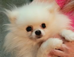 Small like a puppy- 5lb Two yr old Adorable Pom