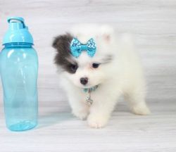 Teacup & Toy Pomeranian Puppies