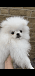Stunning white teddy Pomeranian