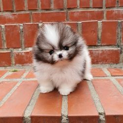 Pomeranian puppies available for rehoming
