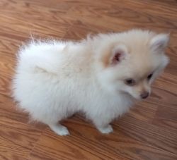 Purebred Pomeranian Puppy