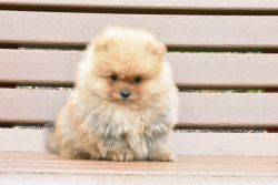 Pomeranian Puppy Female Coco