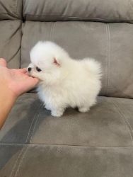 Gorgeous quality cream Pomeranian s