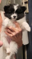 Pomeranian puppy Oreo