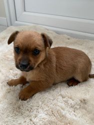 Pomchi puppies looking for their forever homes