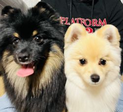 2 full blooded Pomeranian puppies