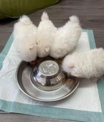 White Stunning Pomeranian Puppies Available