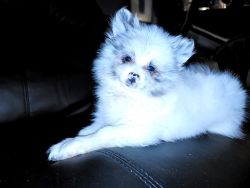 Akc champion lines embark tested litter box trained pomeranians