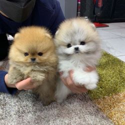 pomerenian puppies for sale