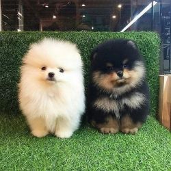 Potty Trained Pomeranian Puppies