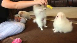 tiny toy Pomeranian puppies for sale