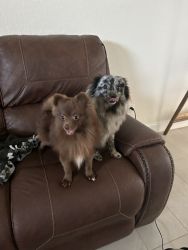 Male and Female Pomeranians for sale