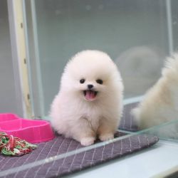 Outstanding pomeranian puppies available