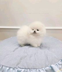Adorable pomeranian puppies available