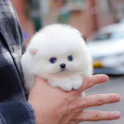 Micro Teacup Pomeranian Puppy Boy