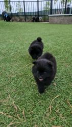 Precious pomeranian puppies available