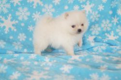 CKC Pomeranian: SNOW WHITE