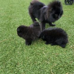 Gorgeous pomeranian puppies available