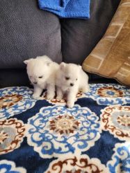 White Beautiful pomeranian pups!