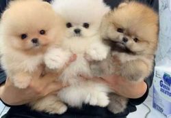 Snow White Pomeranian Puppies