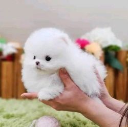 Charming Pomeranian Pups