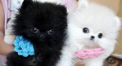 Charming Teacup Pomeranian Pups