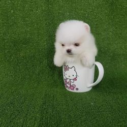 Tea cup pomerian puppies available call me