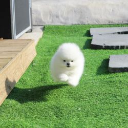 Outstanding males and females tea cup pomeranian puppies for sale