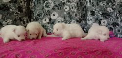 Pomeranian puppies of one month old