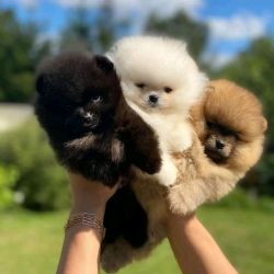 Courageous male and females tea cup pomeranian puppies ready