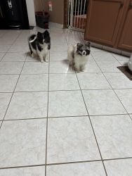 Selling 2 Pomeranians of 2 months old. They are very playful and get a